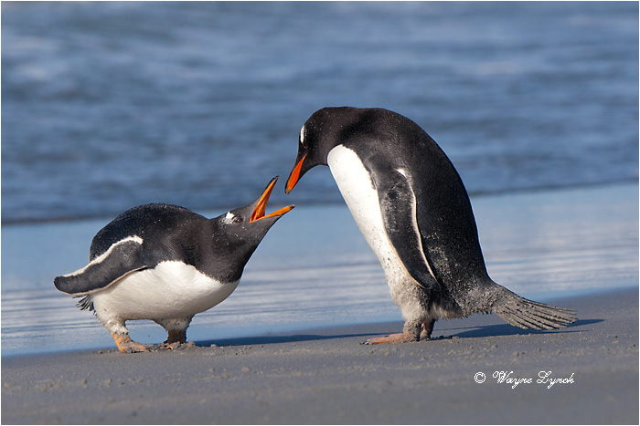Gentoo Penguins Squabbling 127 by Dr. Wayne Lynch &copy;