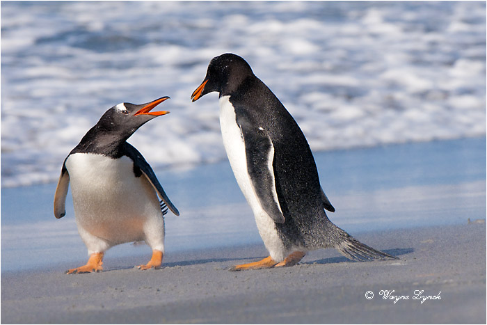 Gentoo Penguins Squabbling 128 by Dr. Wayne Lynch &copy;