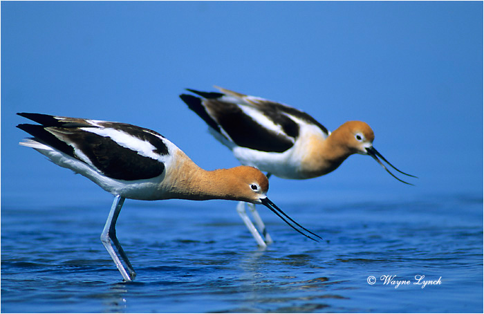 American Avocet 103 by Wayne Lynch &copy;
