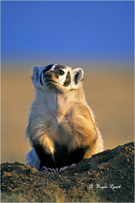 American Badger 101 by Wayne Lynch &copy;