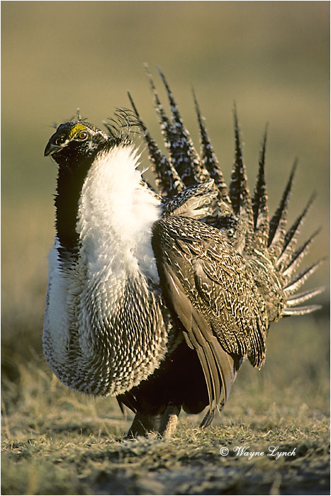 Greater Sage Grouse 101 by Wayne Lynch &copy;