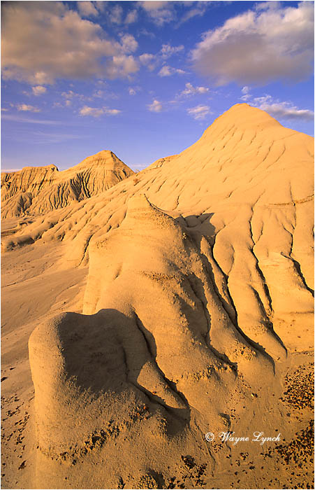 Dinosaur Provinical Park 102 photograph by Wayne Lynch &copy;