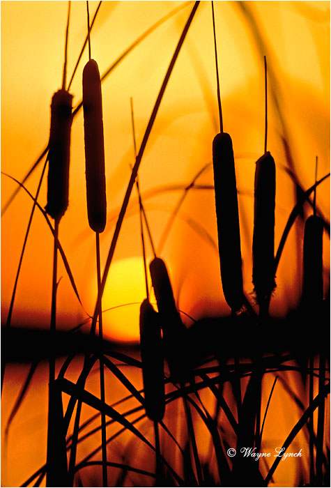 Cattails 101 by Wayne Lynch &copy; 