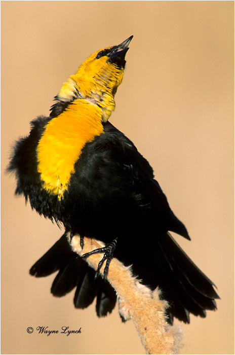 Yellow-headed Blackbird 101 by Wayne Lynch &copy;