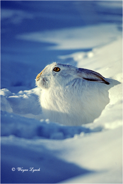 White-tailed Jackrabbit 101 by Wayne Lynch &copy;