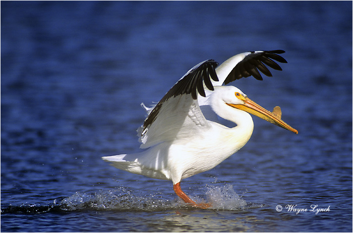 American White Pelican 101 by Wayne Lynch � 