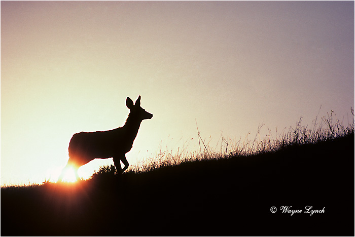 Mule Deer 102 by Wayne Lynch &copy;