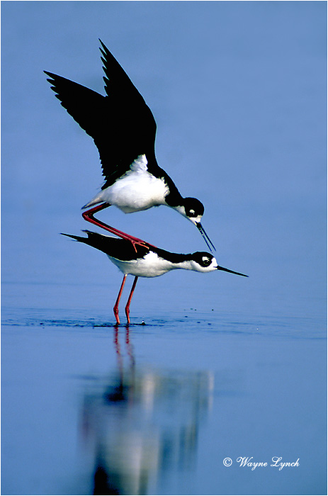 Black-necked Stilt 103 by Wayne Lynch &copy;