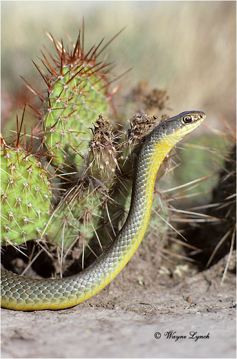Yellow-bellied Racer 101 by Wayne Lynch &copy;