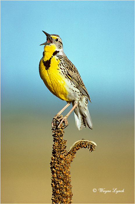 Western Meadowlark 101 by Wayne Lynch &copy;