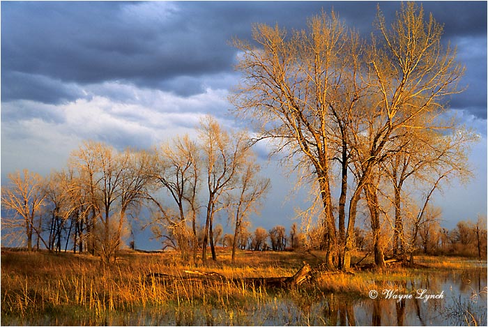 Sheyenne National Grasslands 101 by Wayne Lynch &copy;
