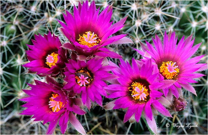 Pincushion Cactus 101 by Wayne Lynch &copy;