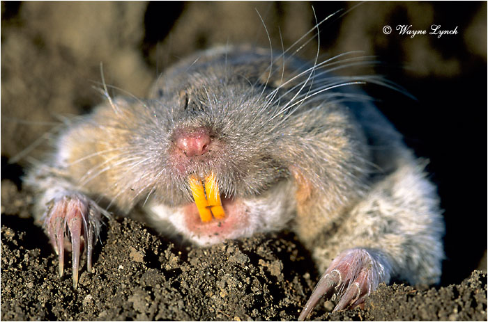 Northern Pocket Gopher 101 by Wayne Lynch &copy;