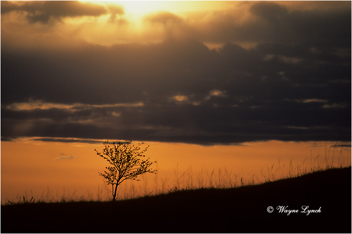 Great Sand Hills 101 by Wayne Lynch &copy;