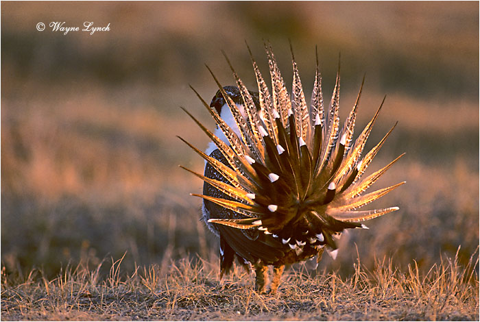 Greater Sage-grouse 103 by Wayne Lynch &copy;