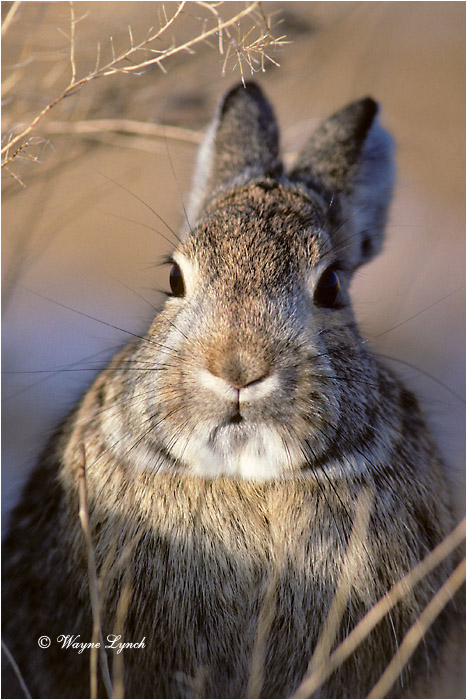 Nuttall's Cottontail 101 by Dr. Wayne Lynch &copy;