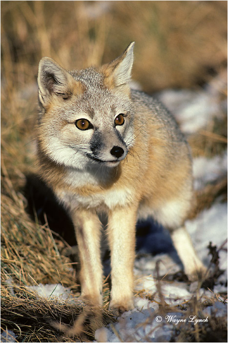 Swift Fox 101 by Dr. Wayne Lynch &copy;