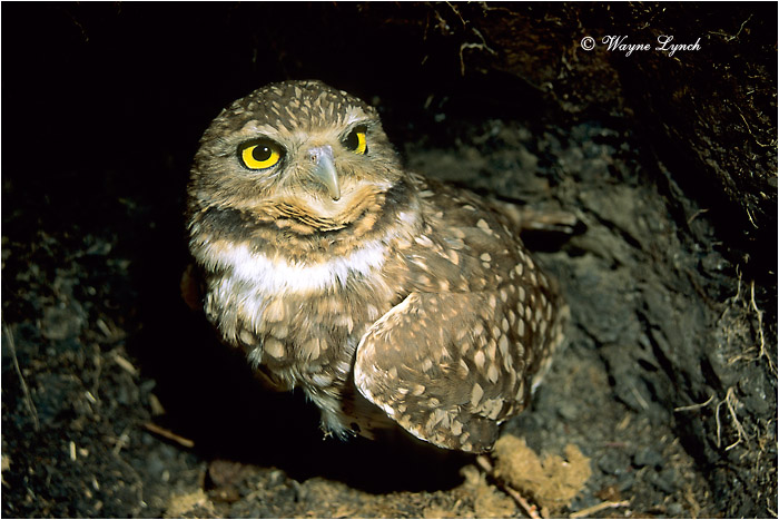Burrowing Owl 103 by Dr. Wayne Lynch &copy;