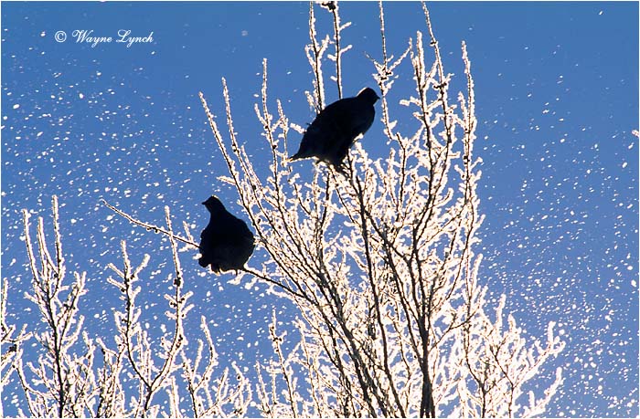Sharp-Tailed Grouse 103 by Dr. Wayne Lynch &copy;