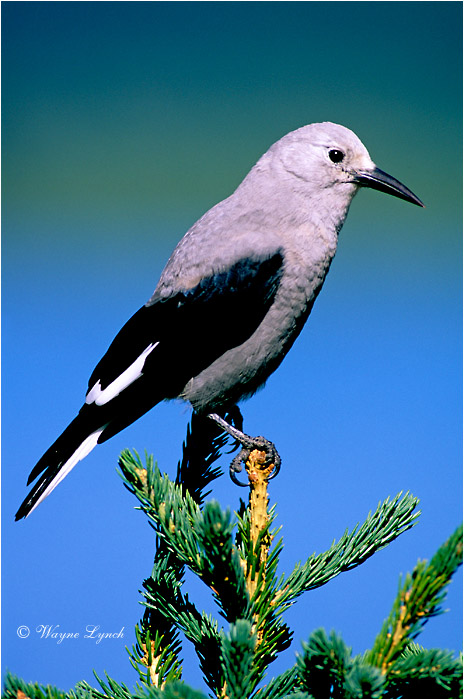 Clark's Nutcracker 101 by Wayne Lynch &copy;