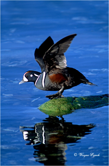 Harlequin Duck 101 by Wayne Lynch &copy;