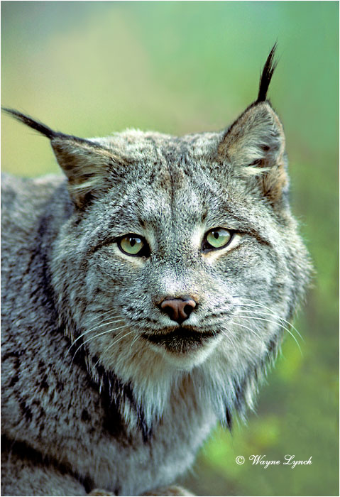 Canada Lynx 101 by Wayne Lynch &copy;