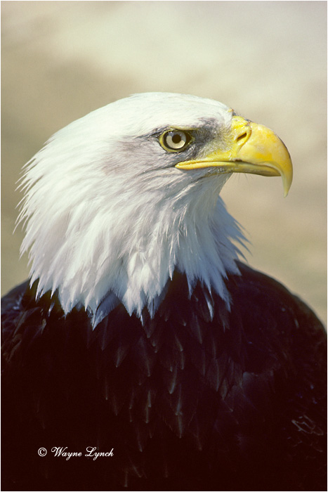 Bald Eagle 103 by Wayne Lynch &copy;