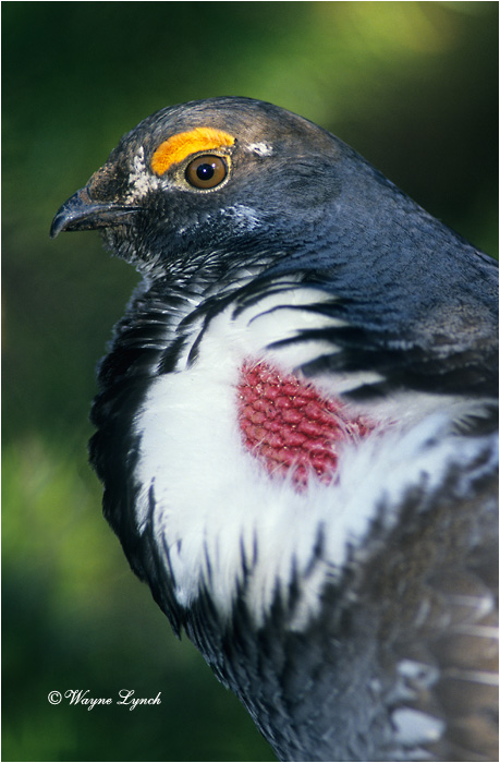 Dusky Grouse 104 by Wayne Lynch &copy;