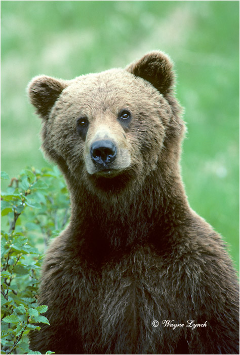 Grizzly Bear 122 by Wayne Lynch &copy;