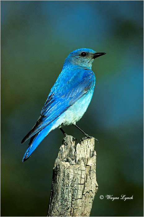 Mountain Bluebird 101 by Wayne Lynch &copy;