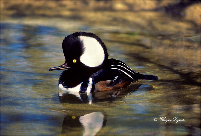 Hooded Merganser 101 by Wayne Lynch &copy;
