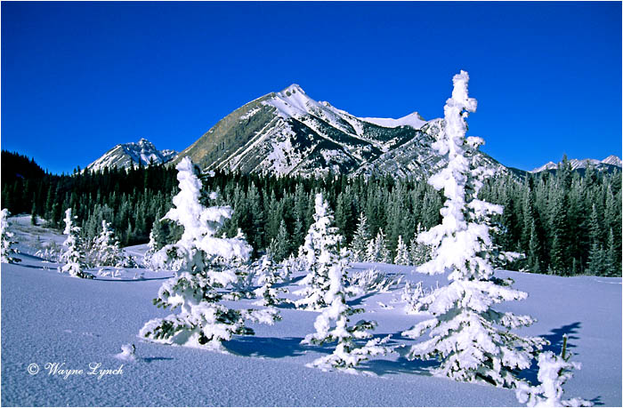 Kananaskis Country Alberta 103 by Wayne Lynch &copy;