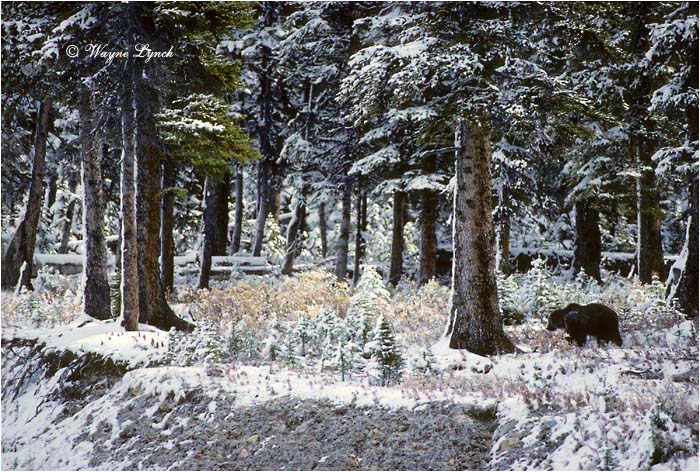 Grizzly Bear 124 by Wayne Lynch &copy;