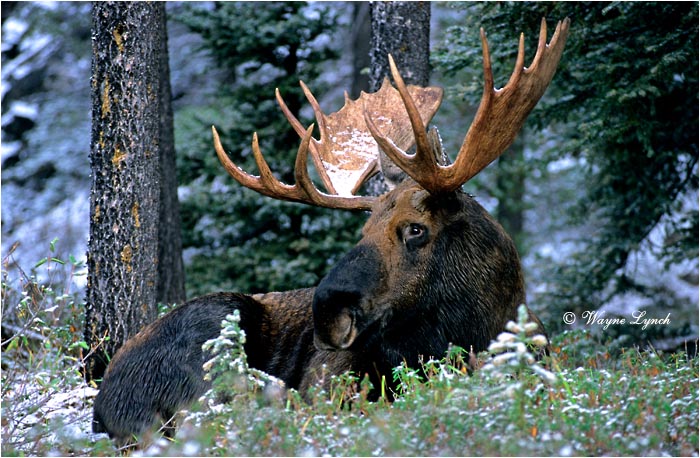 Bull Moose 101 by Wayne Lynch &copy;