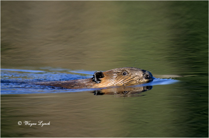 Swimming Beaver 104 by Wayne Lynch &copy;