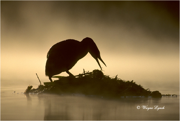 Red-necked Grebe 101 by Wayne Lynch &copy;
