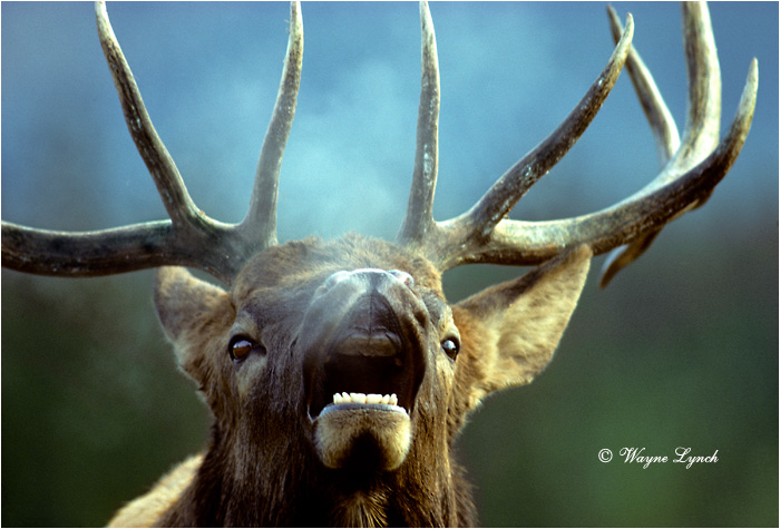 Bugling Bull Elk 101 by Wayne Lynch &copy;