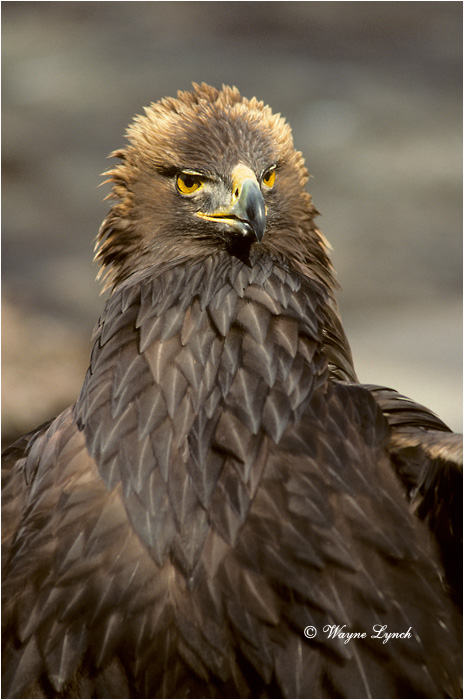 Golden Eagle 101 by Wayne Lynch &copy;