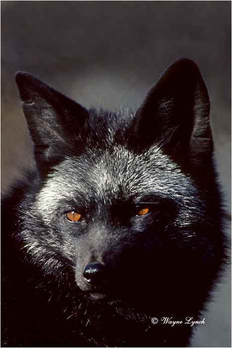 Silver Fox 105 by Wayne Lynch &copy;