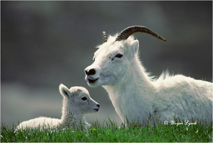 Dall's Sheep 101 by Wayne Lynch &copy;