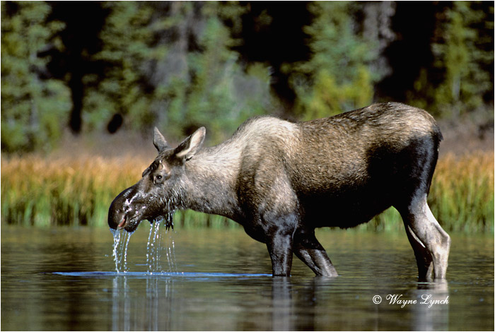 Moose 102  by Wayne Lynch &copy;