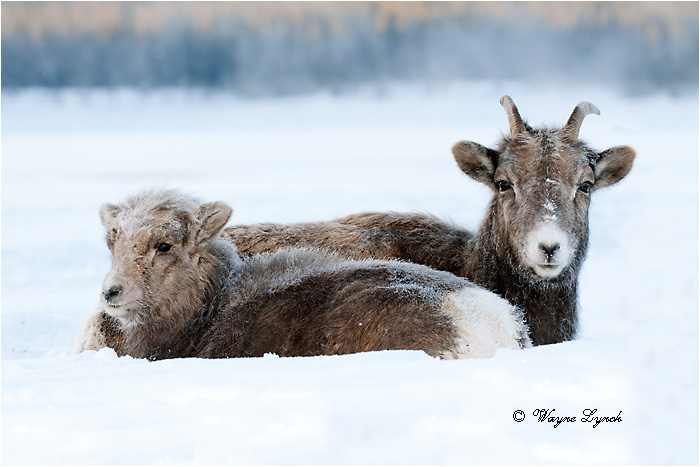 Bighorn Sheep Ewe & Lamb 137 by Dr. Wayne Lynch &copy;