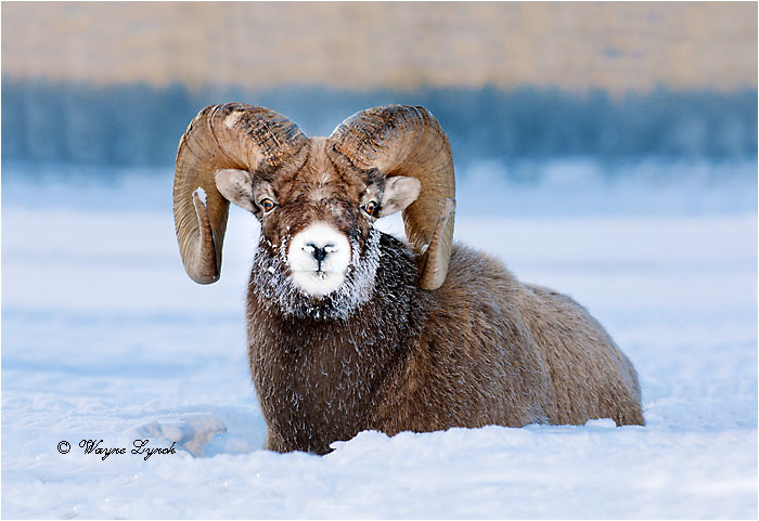 Bighorn Sheep Ram 117 by Dr. Wayne Lynch &copy;