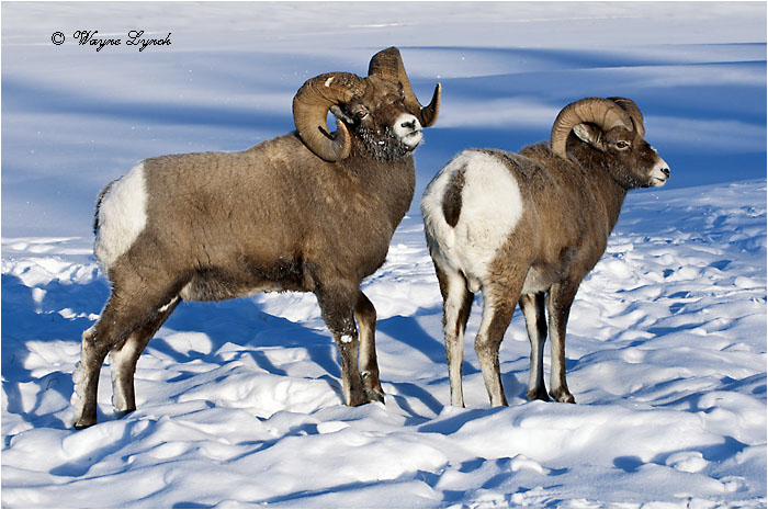 Bighorn Sheep Rams 121 by Dr. Wayne Lynch &copy;