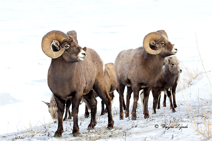 Bighorn Sheep Wintering Herd 140 by Dr. Wayne Lynch &copy;