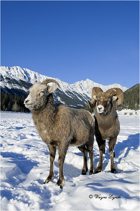 Bighorn Sheep Ram & Ewe Courting 133 by Dr. Wayne Lynch &copy;