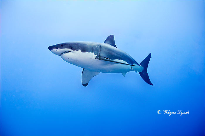 Great White Shark 126 by Dr. Wayne Lynch &copy;
