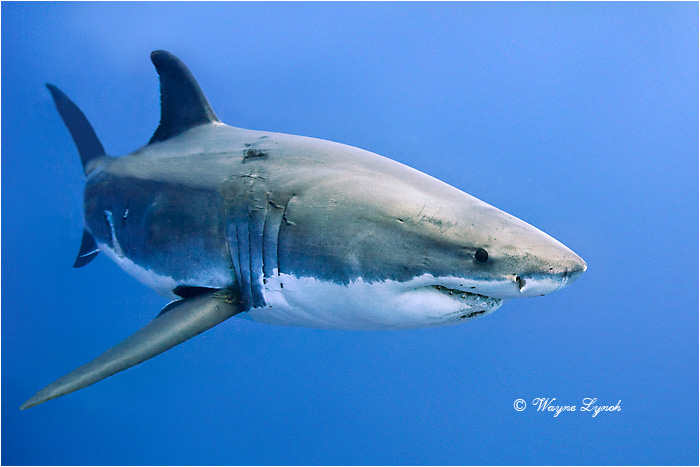 Great White Shark 124 by Dr. Wayne Lynch &copy;