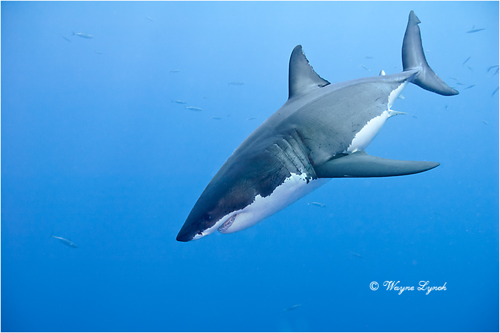 Great White Shark 107 by Dr. Wayne Lynch &copy;