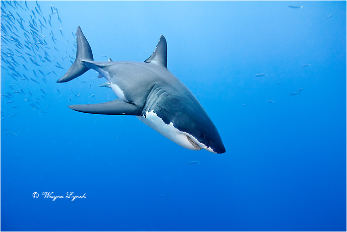 Great White Shark 109 by Dr. Wayne Lynch &copy;